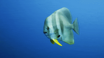 WeAreWater ocean fish underwater swimm GIF