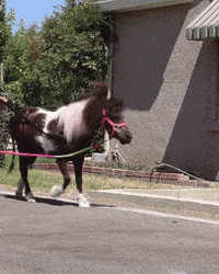 Ride The Pony GIFs - Find & Share on GIPHY