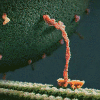 protein kinesin GIF