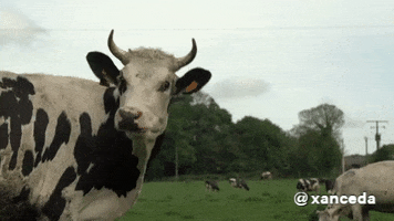 Cow Si GIF by xanceda