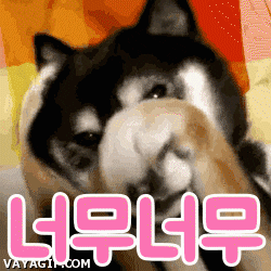 Dog Koreantagsorry GIF
