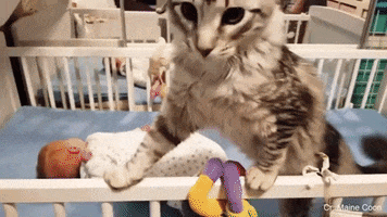 Baby GIF
