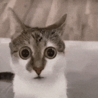 Big Eyes Cat GIF