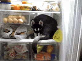 Dog Refrigerator GIF