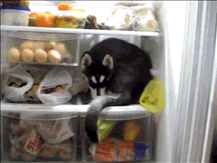 Dog Refrigerator GIF - Find & Share on GIPHY