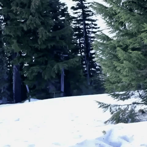 Mt Hood Running GIF by Four Rest Films