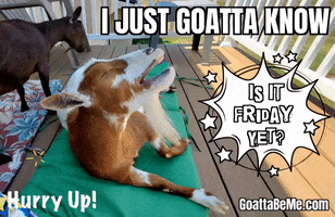The Weekend Cute Animals GIF by Goatta Be Me Goats! Adventures of Pumpkin, Cookie and Java!