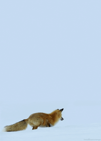renard-roux-hiver