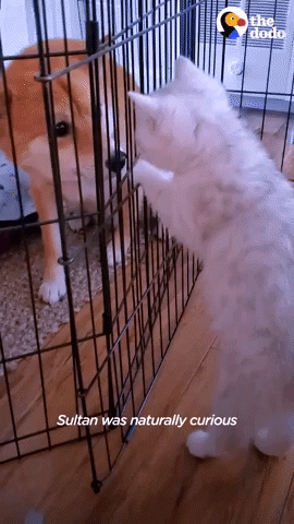 Curious-dog GIFs - Get the best GIF on GIPHY