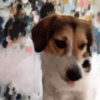 guilty bad dog GIF by hazelst