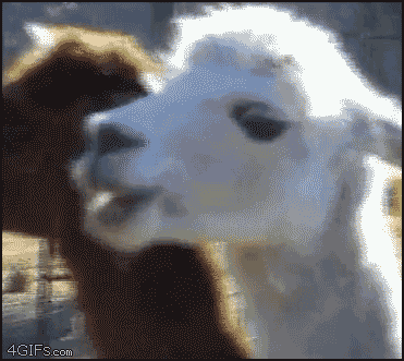  animals reactions looking goat stare GIF