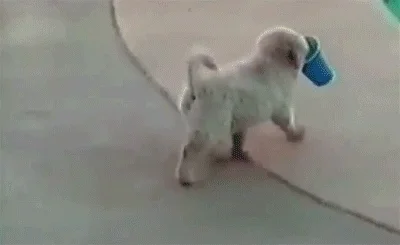 Dog Falling GIF