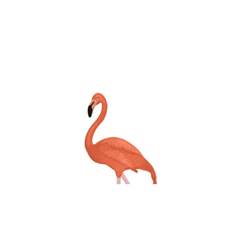 Animated Sticker