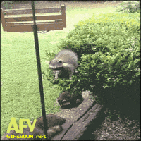 raccoon fail GIF