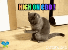 Confused Fat Cat GIF by Imaginal Biotech