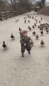 ducks running GIF