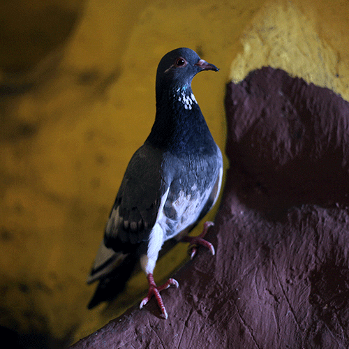 batu caves pigeon GIF by Liaizon Wakest