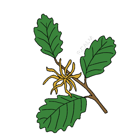 Skincare Plant Sticker by alohaelita