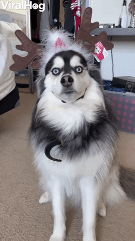 Champ The Pomsky Unsure About Rudolph Ears GIF by ViralHog
