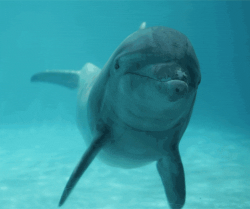 dolphin swimming GIF
