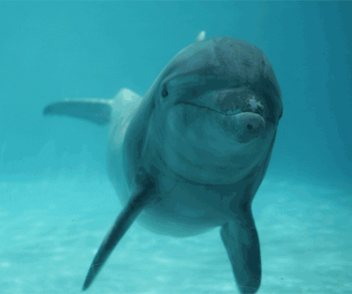Dolphin Swimming GIF