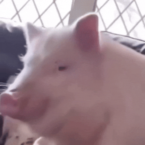 Fun Pig GIF