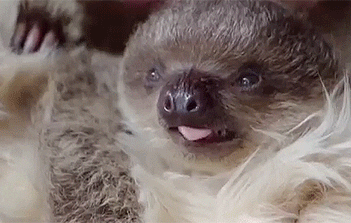 baby sloth
