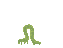 Hawaii Caterpillar Sticker