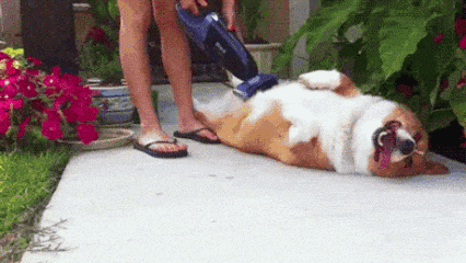 Vacuum Cleaner Dog GIF - Find & Share on GIPHY