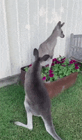 Funny Animals Fighting GIF by Storyful