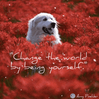 Be Yourself Golden Retriever GIF by Positive Programming