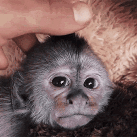 Video gif. A little baby monkey is getting its head rubbed. The monkey is so relaxed that its eyes keep rolling into the back of its head