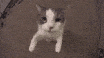[PokeCommunity.com] Post Cat Pics for sammi-san’s birthday!