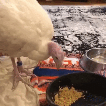 Life Eating GIF by Mercy For Animals