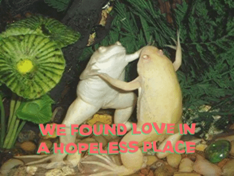 Frogs In Love GIF