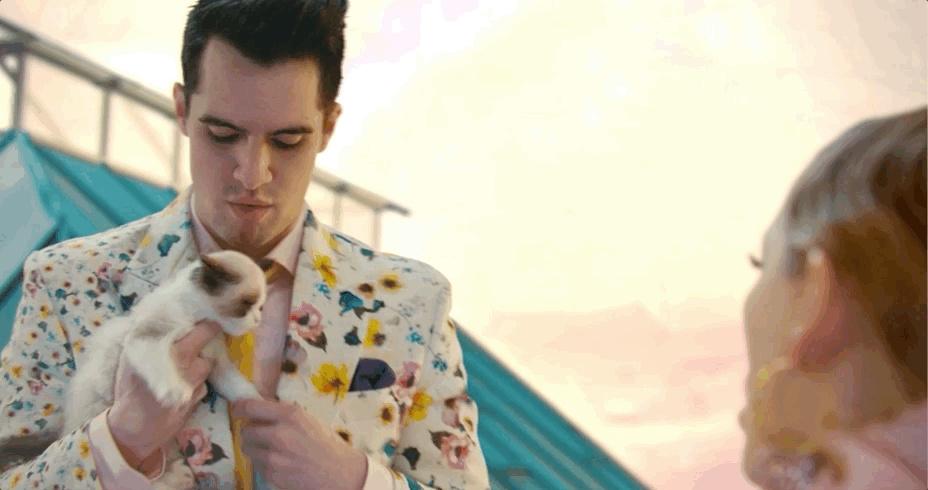 Brendon Urie Cat Gif By Taylor Swift Find Share On Giphy