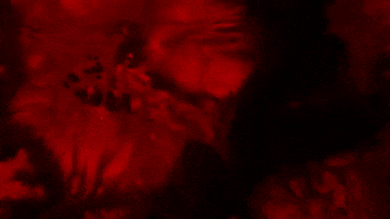 Hiss GIF