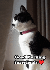 Good-morning-friend GIFs - Get the best GIF on GIPHY
