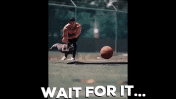 Frenchies GIF