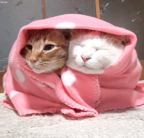 A ginger and a white cat, both sitting in a pink, polka dotted blanket.