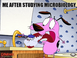 Seneca Senecalearning GIF