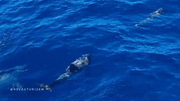 relaxturizem dolphin tenerife canaryislands GIF