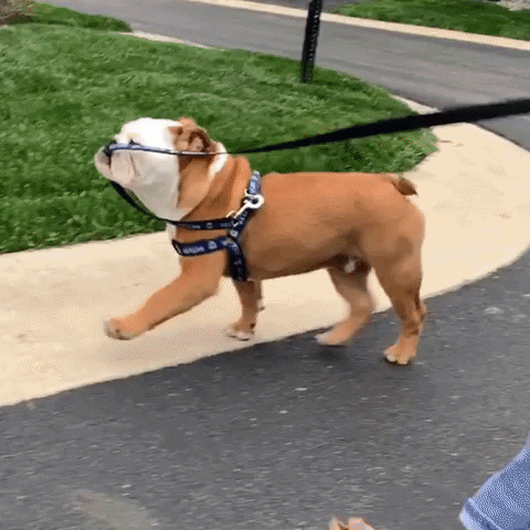 Happy On My Way GIF by Butler University - Find & Share on GIPHY