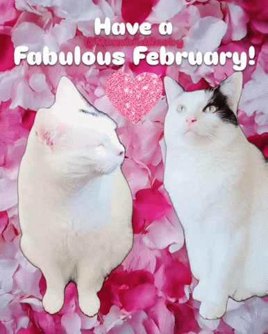 Cats February GIF