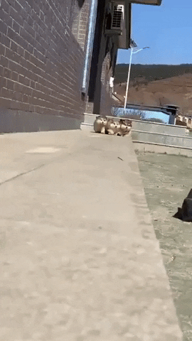 Video gif. Three extremely fluffy small puppies run towards us on a sidewalk, and one by one they each roll off the edge of the pavement, tumbling to the ground.