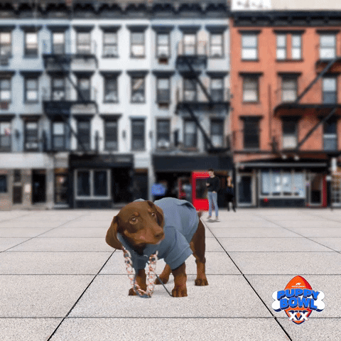 Wiener Dog GIF by Puppy Bowl