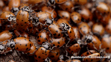 Insects Swarm GIF by PBS Digital Studios