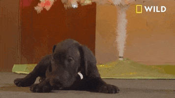 Incredible Dr Pol GIF by Nat Geo Wild