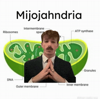 Jahn Mijo GIF
