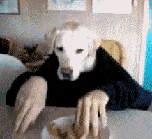 Dog Human Eating GIF